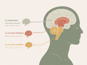 Schéma simplifié des trois cerveaux (néocortex, cerveau limbique et cerveau reptilien) expliquant le fonctionnement des émotions en hypnose.